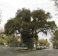 El Passegem per Cerdanyola del dia 18 mostrará els arbres d'interès de la ciutat