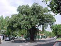 Arbres d'interès local als carrers de Cerdanyola