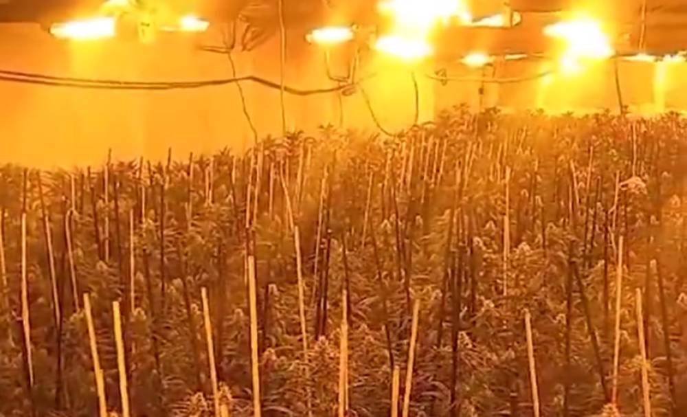 Desmantellen una plantació de 652 plantes de marihuana a Ripollet i detenen 6 persones, una a Cerdanyola