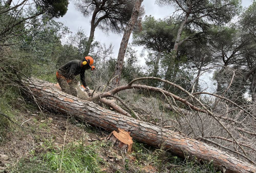 Collserola es prepara per minimitzar el risc d’incendi, després d’un estiu tranquil