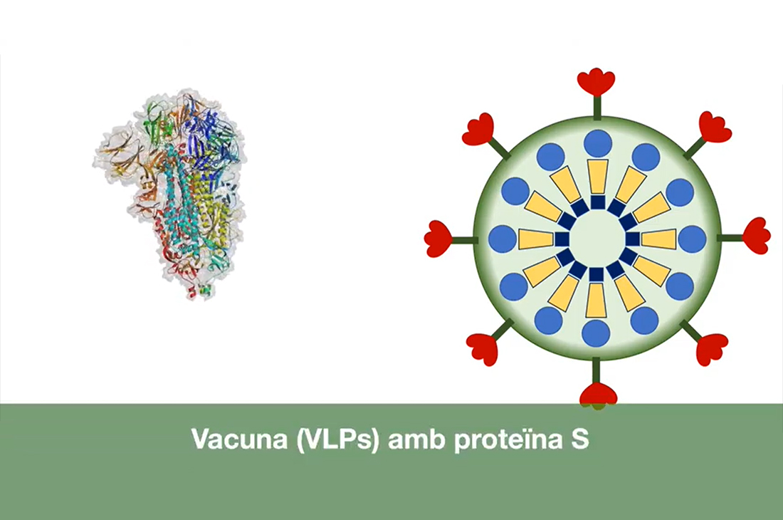 Una vacuna contra el coronavirus, objectiu d’una campanya de donacions de la UAB