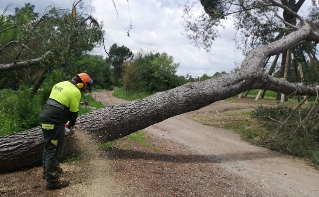 El Parc de Collserola demana prudència als camins de la serra pels arbres caiguts pels aiguats