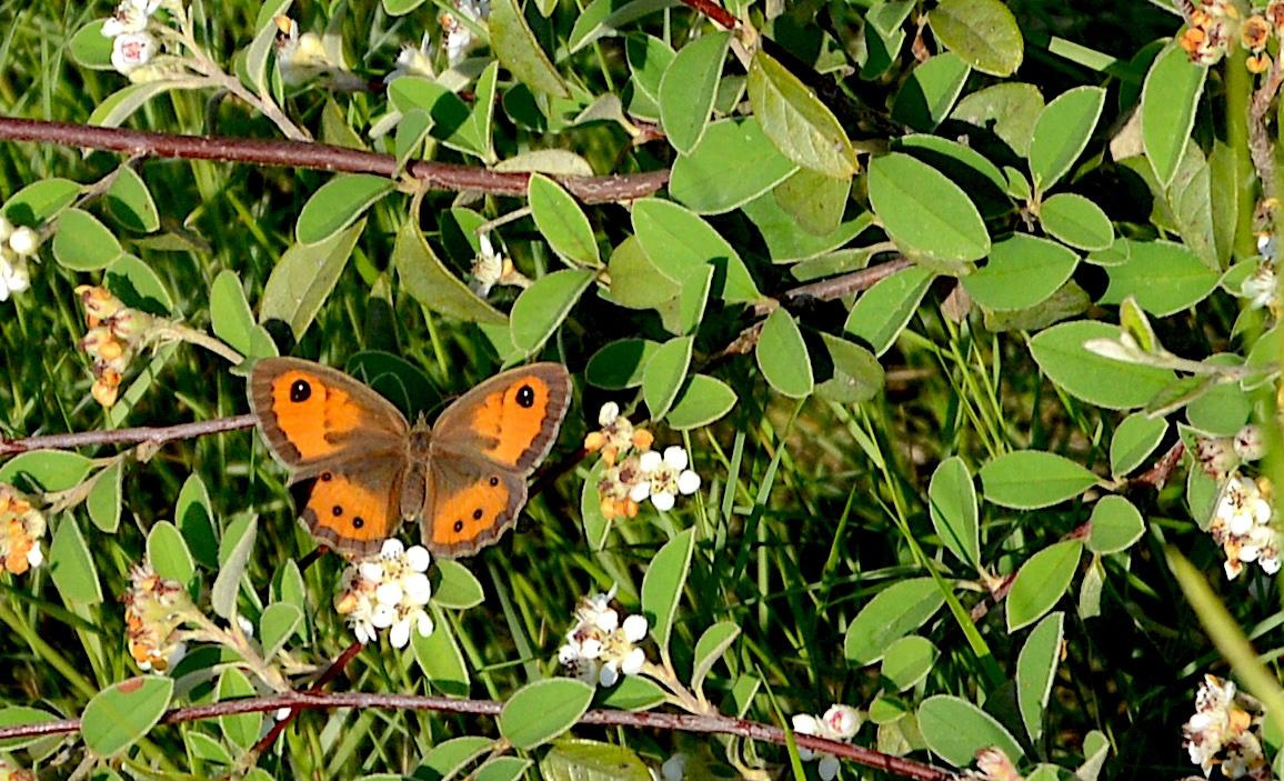 El Bliobitz Metropolità identifica més de 220 espècies de flora i fauna als parcs de l’AMB