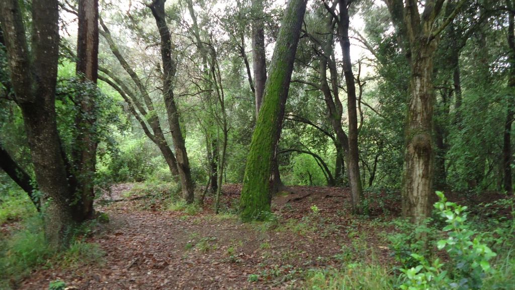 Un estiu amb un centenar de petits incendis forestals