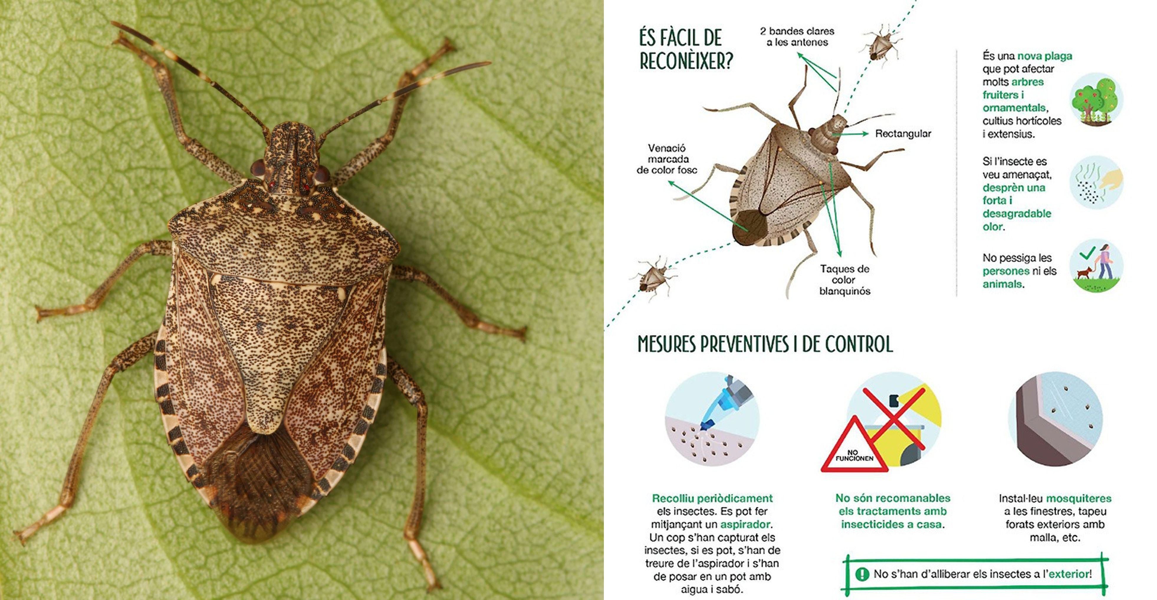 Recomanacions per actuar davant la presència de l’insecte bernat marró marbrejat