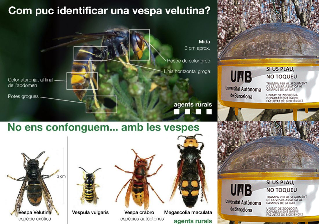 La UAB obre una campanya de captura de la vespa asiàtica