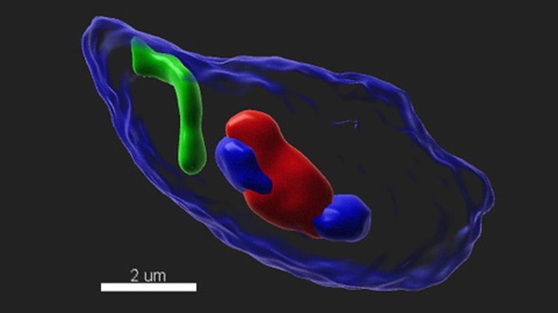 Un equip de recerca de la UAB ha descrit el posicionament dels cromosomes durant la formació dels espermatozoides