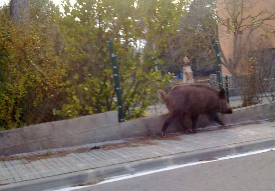 La UAB comprova l’eficàcia d’una vacuna anticonceptiva per controlar els senglars en zona urbana