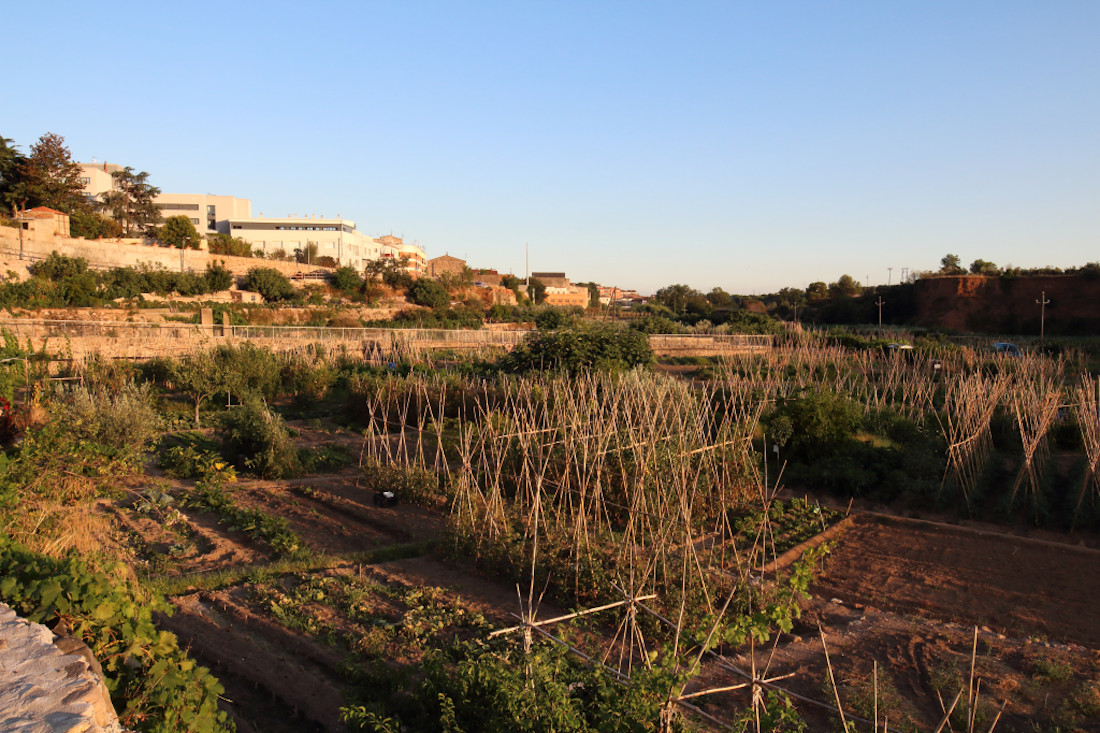 Entitats del Vallès reclamen un Pla Agrari davant la pèrdua del 47% de sòl agrícola en 40 anys